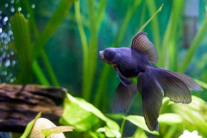 Black moor or telescope goldfish variety swimming in a planted tank