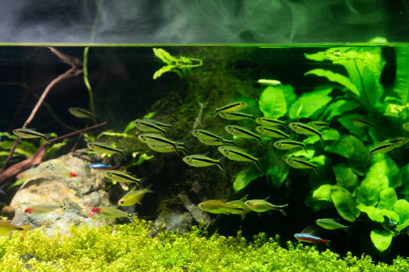 Several types of tetras swimming in a planted tank
