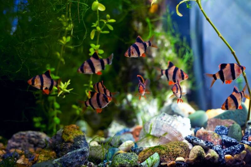 Shoal of Puntigrus tetrazona also known as tiger barbs swimming in a planted tank