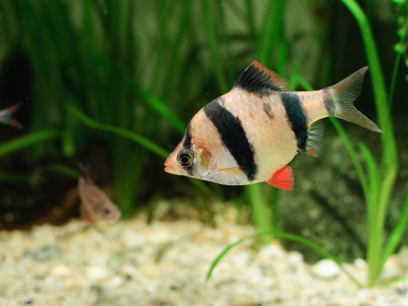 Female of Puntigrus tetrazona also known as tiger barb swimming in a community planted aquarium