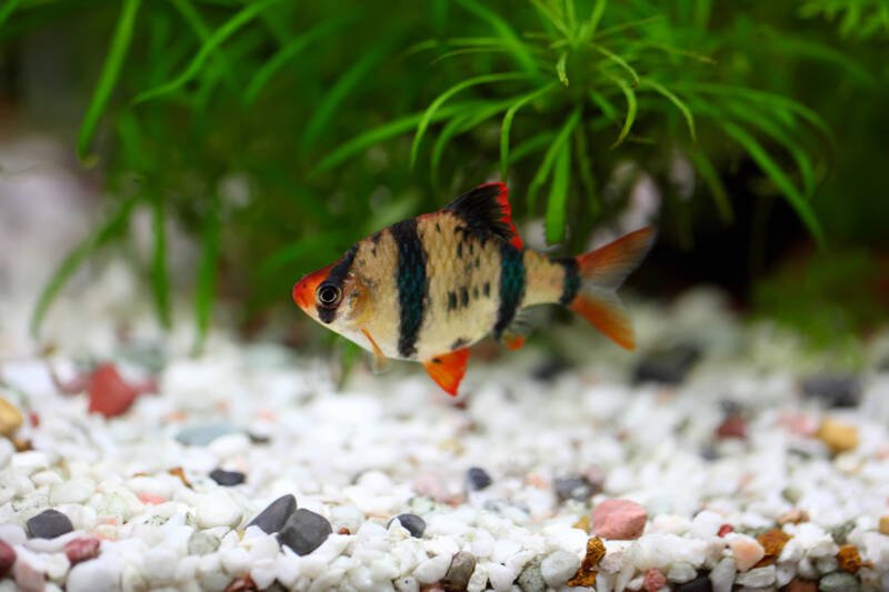 Puntigrus tetrazona also known as tiger barb swimming close to a white gravel in a planted aquarium