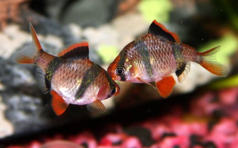 Pair of Puntigrus tetrazona also known as tiger barbs fighting