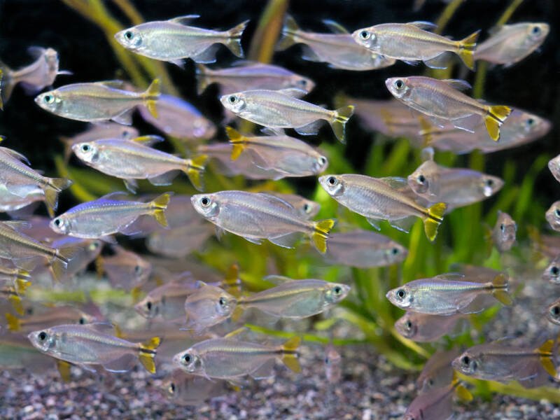 A big school of yellowtail Congo tetras is swimming tightly in aquarium