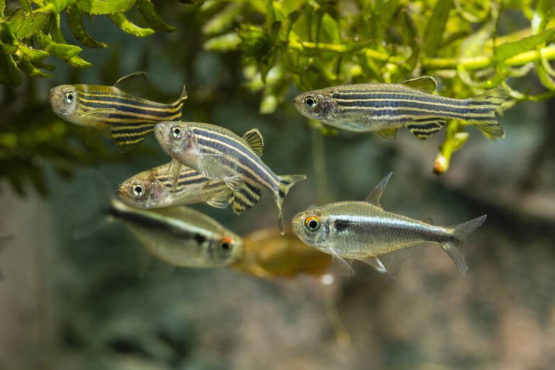 A school of Danio rerio also known as zebrafish swimming under the floating plants in a freshwater tank