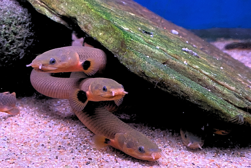 Three ropefishes under a rock cave peering out.