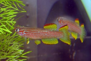 Two Aphyosemion gabunense also known as killifish are swimming in a planted tank