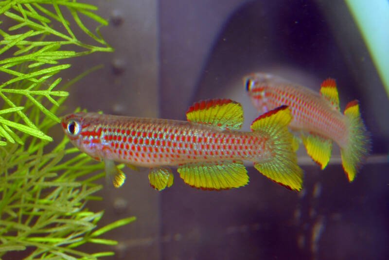 Two Aphyosemion gabunense also known as killifish are swimming in a planted tank