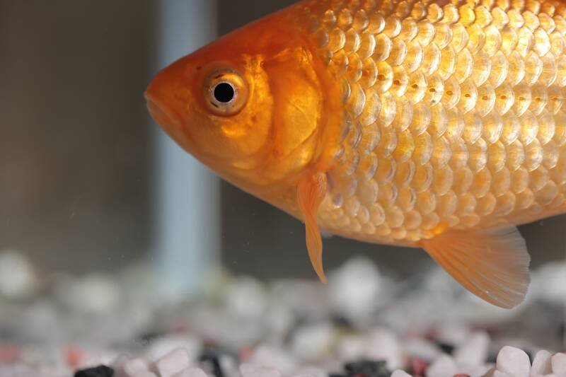 Goldfish swimming in an aquarium, shot sideways
