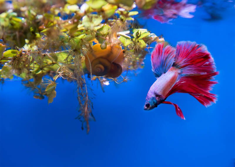 Betta swimming under the floating aquatic plants and a floating snail