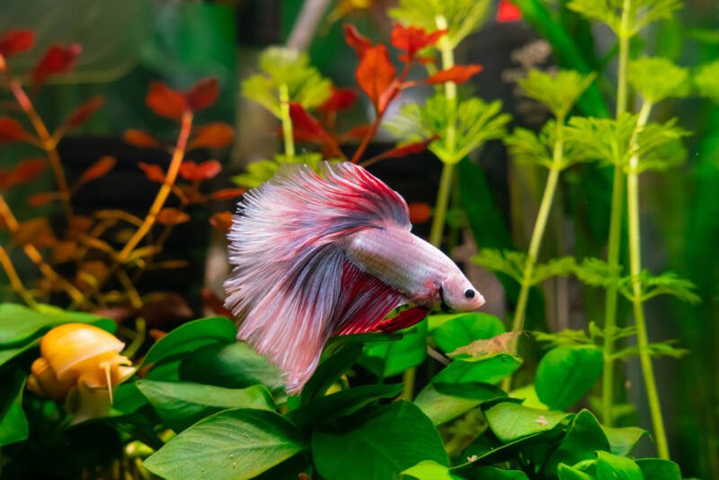 Betta is swimming in a planted aquarium with an apple snail