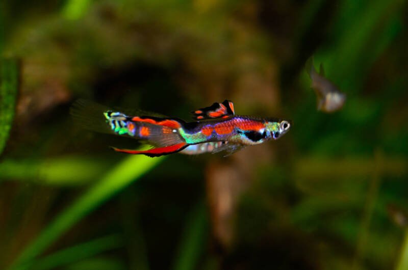 Male of black bar endler fish is swimming on a blurry background