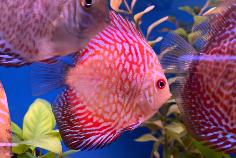 Discus of sunset pink and purple colors
