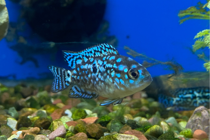 Rocio octofasciata also known as Jack Dempsey fish electric variety in the aquarium