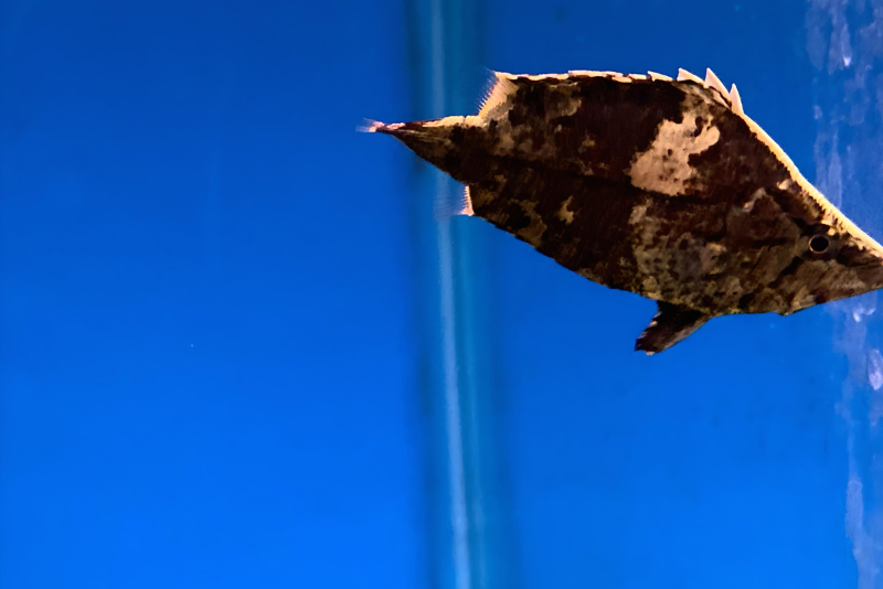 amazon leaffish is an expert at camouflage to mimic a dead floating leaf