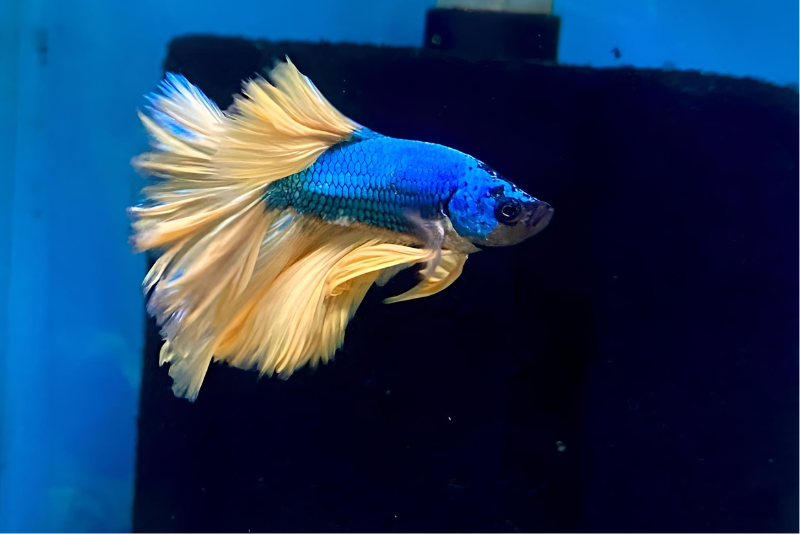 Male royal blue betta with long flowing white tail and dorsal fins