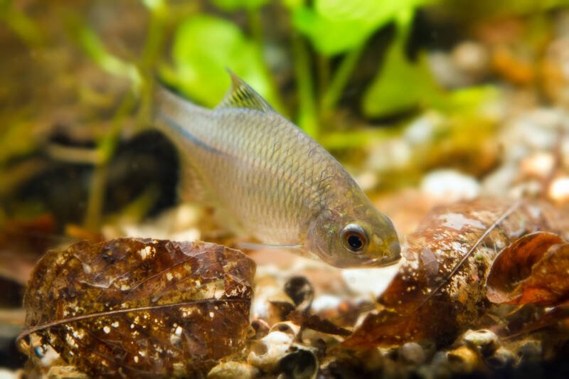 Fish is swimming in the aquarium with Indian almond leaves or catappa leaves on the bottom