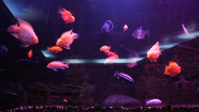 Different types of cichlids in freshwater aquarium setup