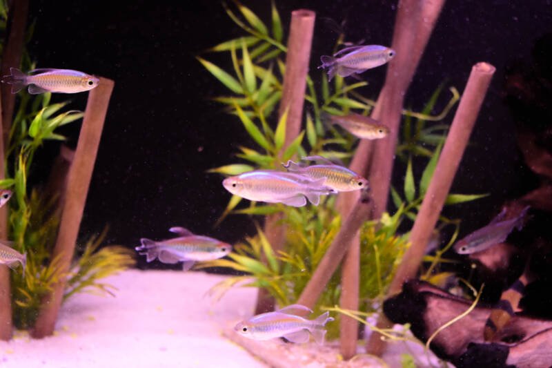 A school of Congo tetras is swimming in a freshwater aquarium with lucky bamboo plants
