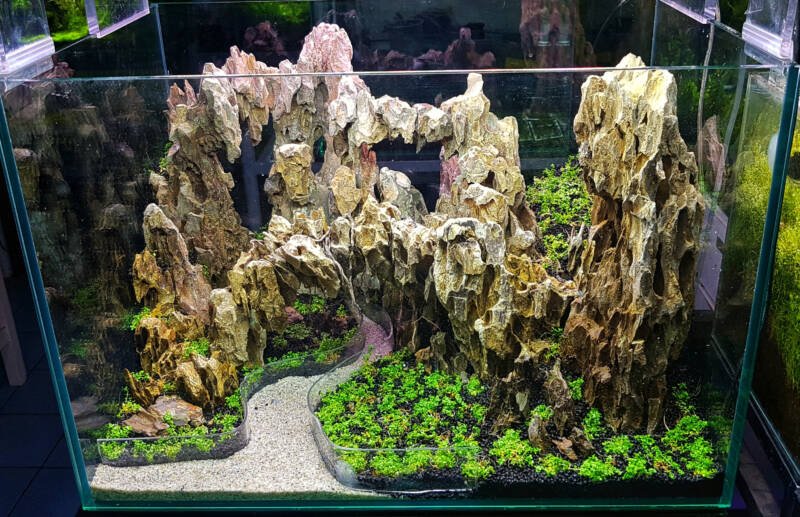 Dragon stone arrangement on soil substrate with plant (Hemianthus callitrichoides) for making hardscape of aquatic plant tank.jpeg