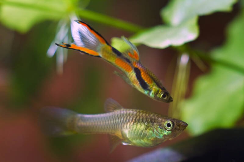 Male and female endlers fish in a planted tank