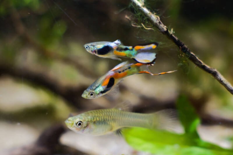 Two endlers males and a female in the aquarium