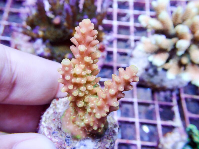 Acropora coral frag in hand