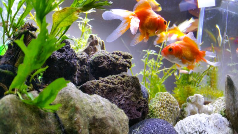 Decorated goldfish aquarium