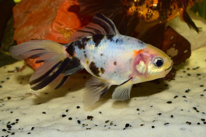 Fantail goldfish is swimming close to the sandy bottom