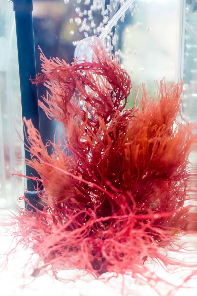 Halymenia dilatata also known as dragon's tongue algae in the aquarium
