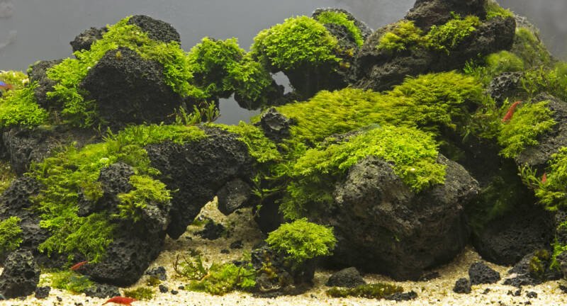 Volcanic rock hardscape with attached moss in a freshwater aquarium