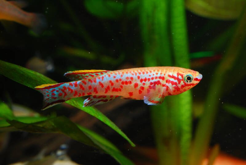 A specimen of a killifish fish of the species Aphyosemion gardneri in a tropical freshwater aquarium 