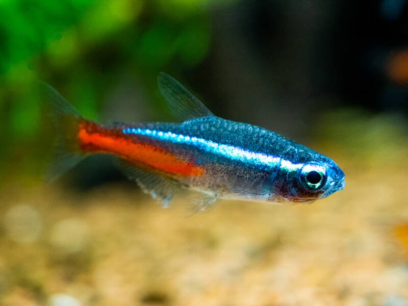 Male neon tetra on a blurry background