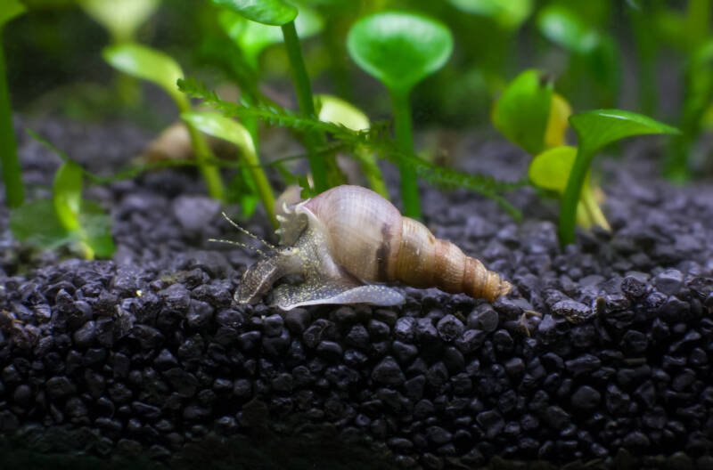 Malaysian trumpet snail is crawling on the aquatic soil in a freshwater aquarium