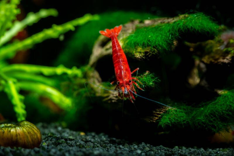 Red fire cherry shrimp is searching for food on the aquarium bottom