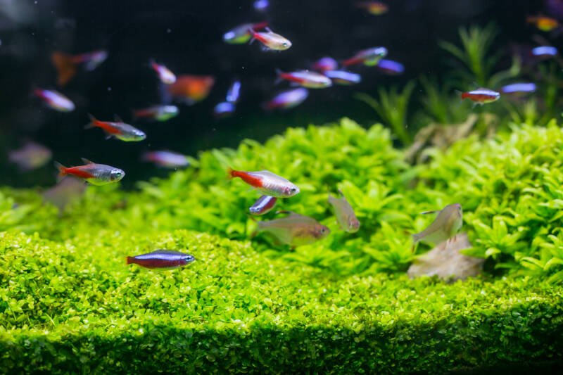 A school of neon tetras and some cardinal tetras are swimming together in a planted tank
