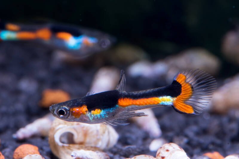 The Orchid strain of endler fish is swimming close to the bottom in a freshwater aquarium