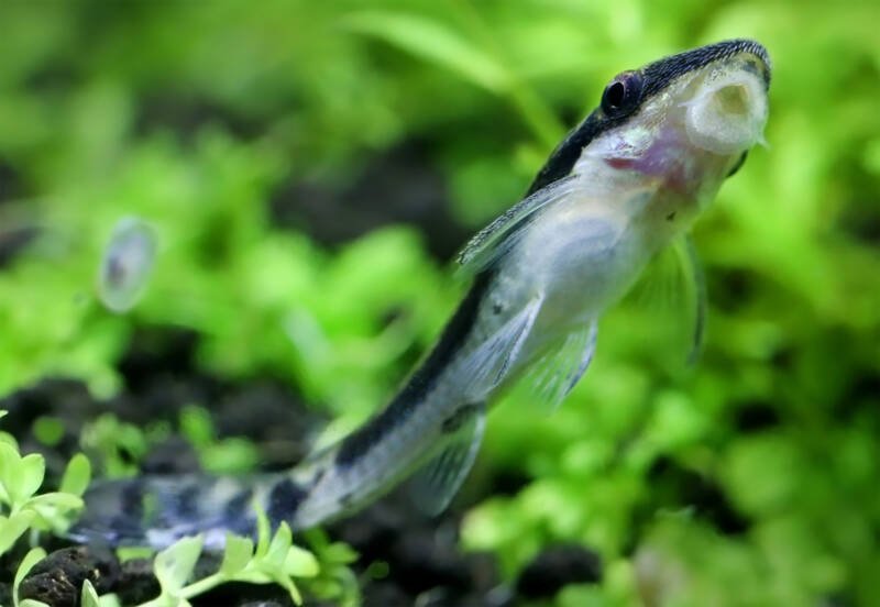 20 Effective Algae Eaters for Freshwater Aquarium (all Sizes)