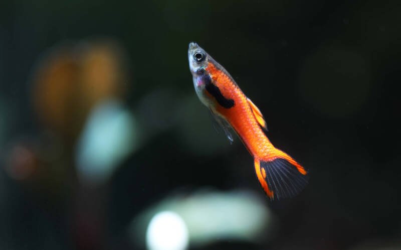 Red scarlet endler guppy fish is swimming upwards on a blurry background