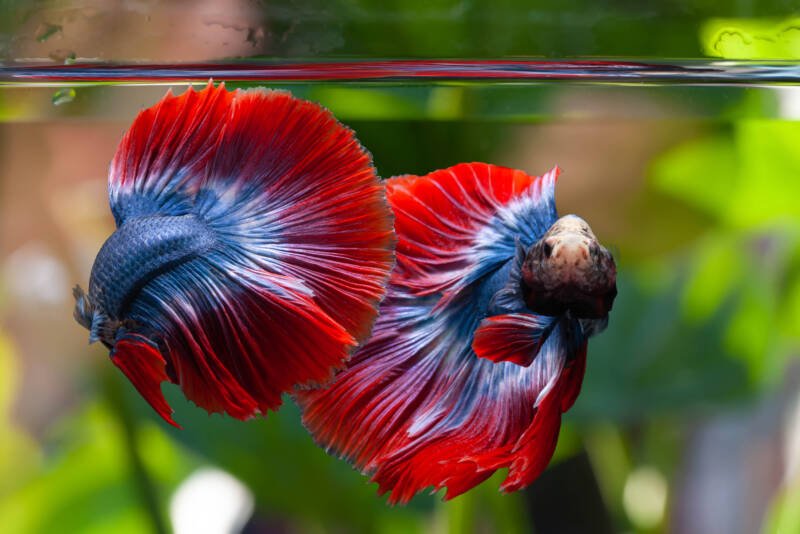 Live Tropical Fishblack Blue Red Rosetail Halfmoon Betta