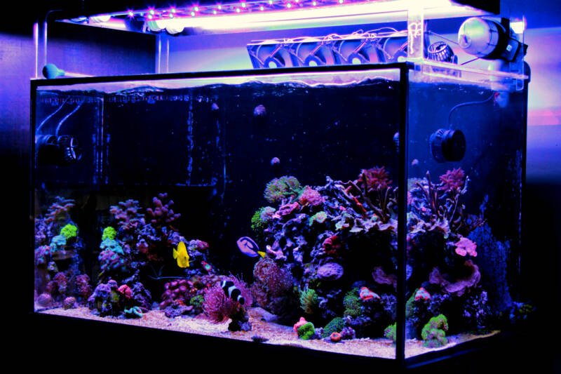 Large reef tank with saltwater fish