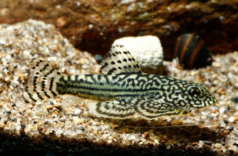 Sewellia lineolate also known as hillstream loach dwelling the bottom level of an aquarium
