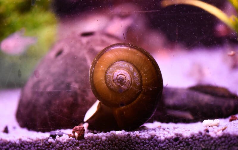 Freshwater ampularia snail is laying upside down on the aquarium bootom