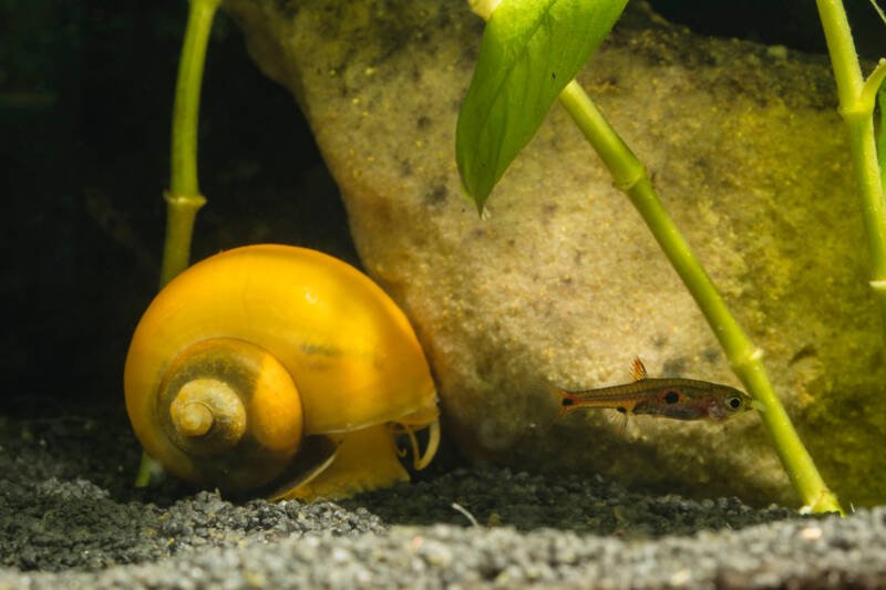 Apple snail closed in its shell at the aquarium bottom