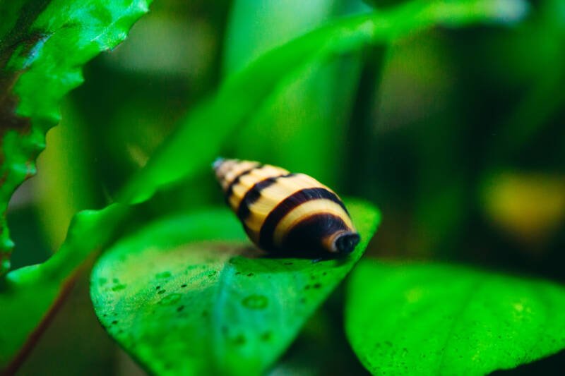 Assassin snail resting on a leaf