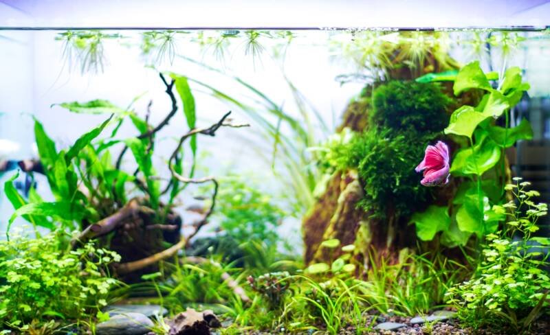 Planted aquarium setup for a Betta splendens