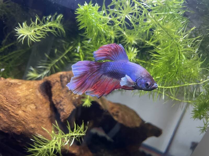 Young Betta splendens also known as Siamese fighting fish or betta in its new decorated aquarium