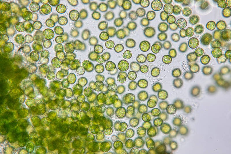 Education of chlorella under the microscope in lab
