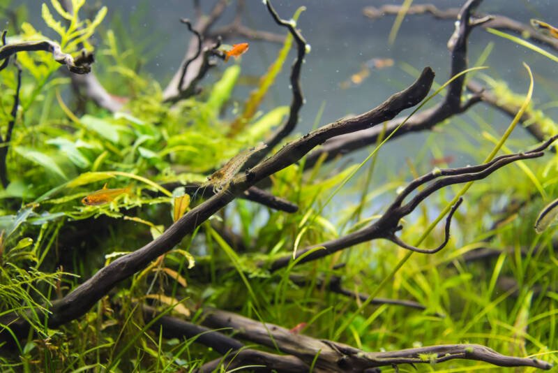 Decorated with driftwood and plants freshwater aquarium with a school of ember tetras