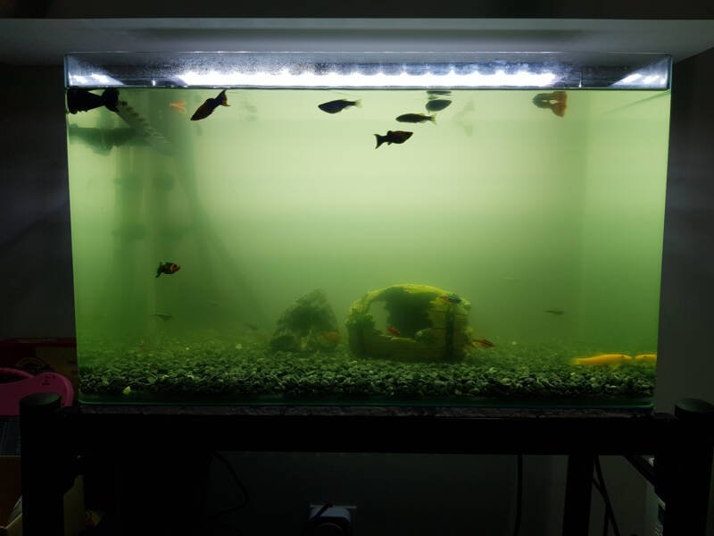 A tank with green water
