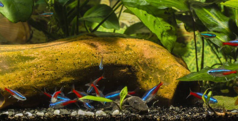 A school of neon tetras is feeding on some food on the aquarium bottom